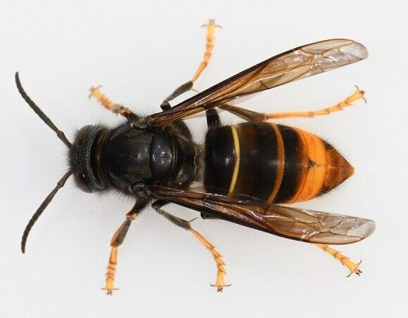 Vespa Velutina Arbeiterin