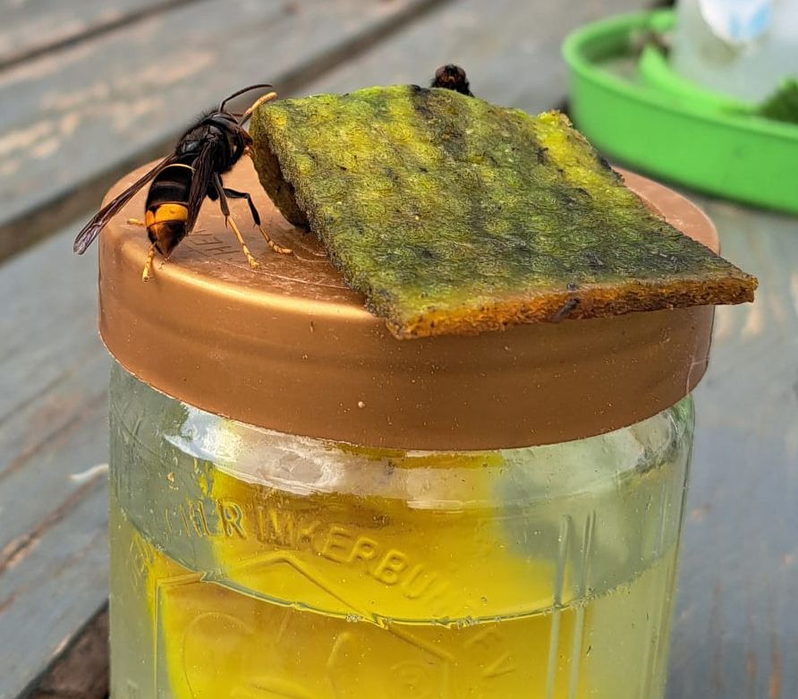 Vespa velutina trinkt am Locktopf