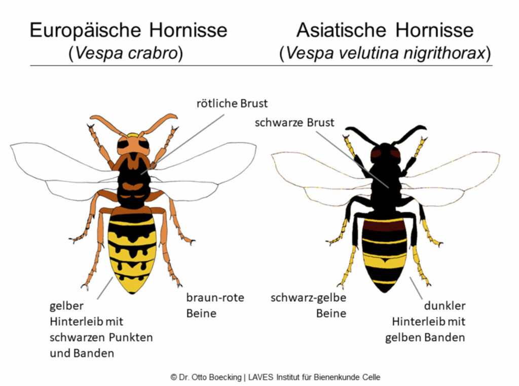 Ein Bild, das den Unterschied zwischen asiatischer Hornisse und europäischer Hornisse zeigt.